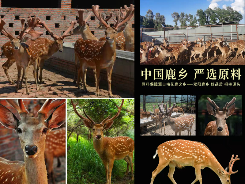 鹿鞭禁忌