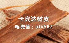 男性健康滋补卡宾达树皮的副作用