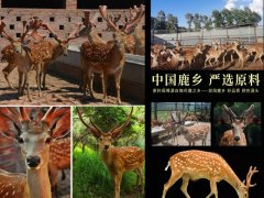双阳鹿乡镇哪家鹿鞭膏卖得好