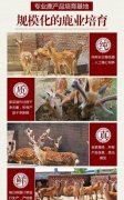 双阳彤彤九五之尊鹿鞭膏