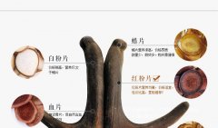 鹿鞭牡蛎压片的成分/禁忌/使用方法