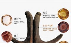 鹿茸炖汤一次给多少片？一家三口人的量？