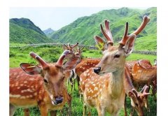 这样吃鹿茸，营养又好吃